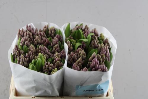 Hyacinthus orientalis 'Anna Liza'