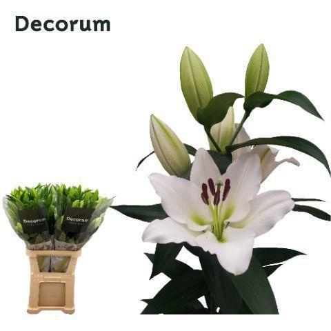 Lilium Oriental x Trumpet Grp 'Tisento'