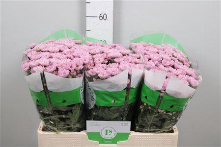 Chrysanthemum Indicum Grp tros santini 'Rossi Pink'
