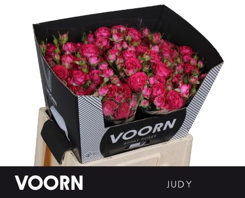 Rosa tros Judy