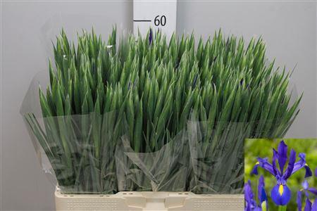Iris (Hollandse Iris Grp) 'Blue Magic'