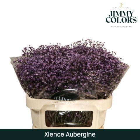 Gypsophila overig kleurbehandeld H%