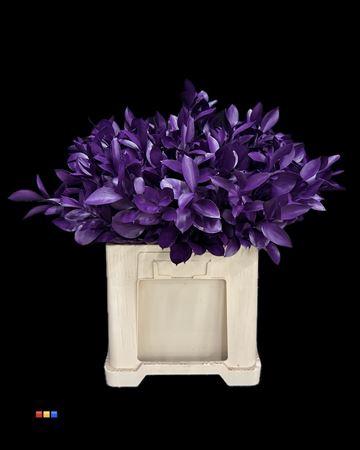 Ruscus kleurbehandeld H%