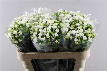 Bouvardia enkelbloemig White Sensation