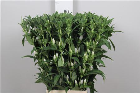 Gentiana White Sky