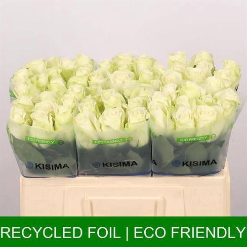 Rosa grootbloemig Snowstorm+