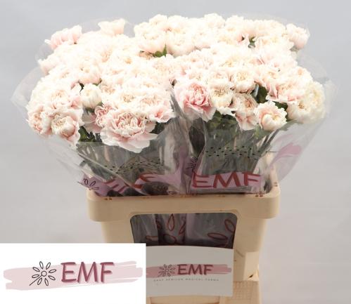 Dianthus standaard Altair