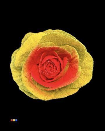 Brassica oleracea kleurbehandeld H%