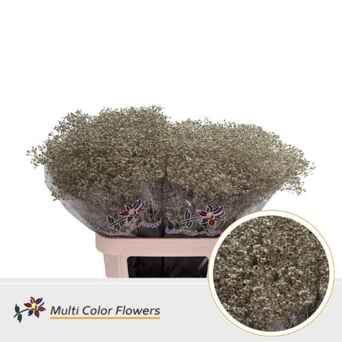 Gypsophila overig kleurbehandeld H%