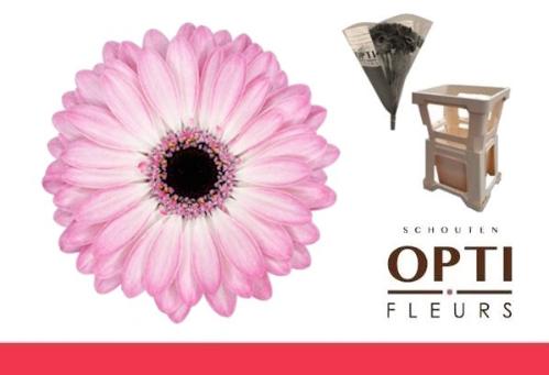 Gerbera mini 'Lollipop'