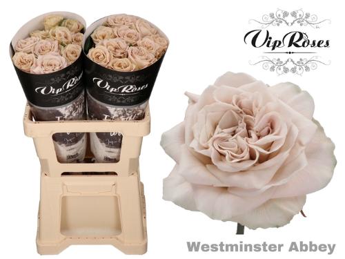 Rosa grootbloemig Westminster Abbey!