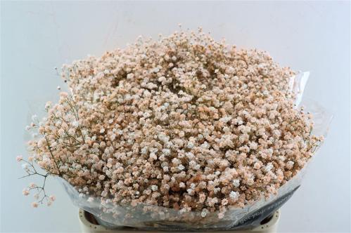 Gypsophila overig kleurbehandeld H%
