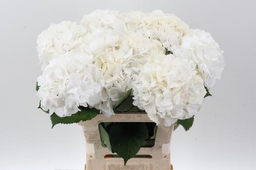 Hydrangea macrophylla Noordpool