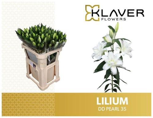 Lilium (Oriental Grp) dubbel 'Double Dutch Pearl'