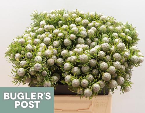 Leucadendron linifolium 'Jade Pearl' (vertakt)