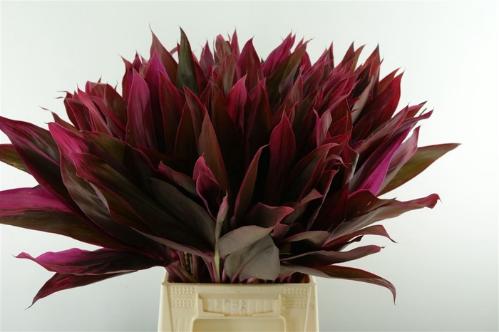 Decoratiegroen groot blad