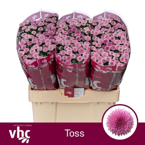 Chrysanthemum (Indicum Grp) tros santini AAA Toss