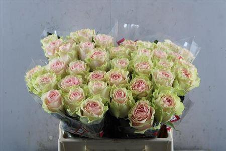 Rosa grootbloemig Frutteto