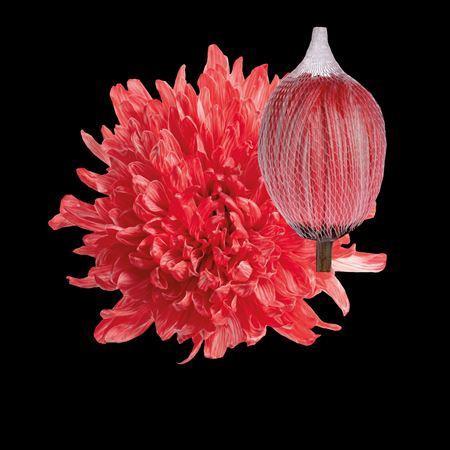 Chrysanthemum (Indicum Grp) geplozen Antonov kleurbehandeld H%