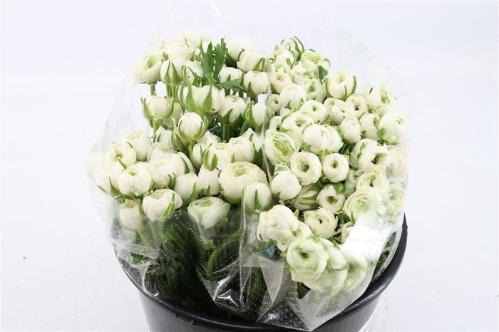Ranunculus asiaticus 'Elegance White'