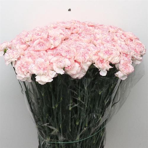 Dianthus standaard 'Mudah'