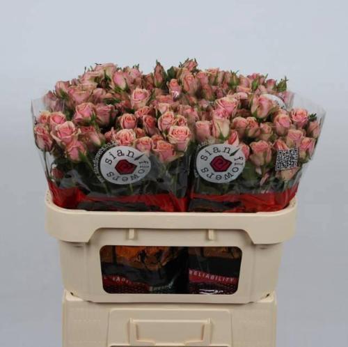 Rosa tros Classic Rosever