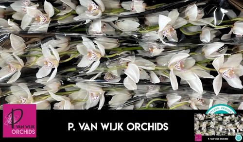 Cymbidium grootbloemig per tak 'Mrs. White Crystal'