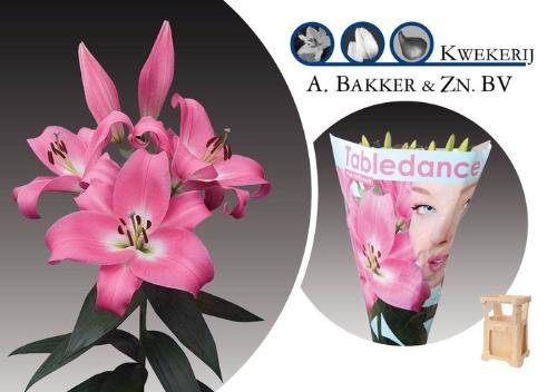 Lilium Oriental x Trumpet Grp 'Tabledance'