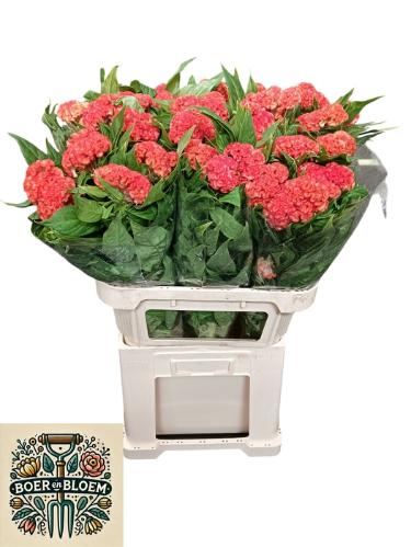Celosia Cristata Grp 'Persimmon Chief'