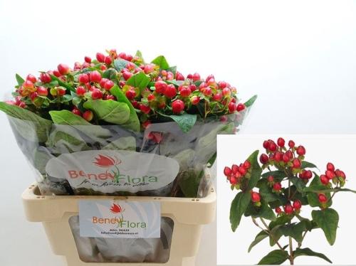 Hypericum inodorum Magical Triumph