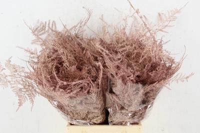 Asparagus overig kleurbehandeld H%