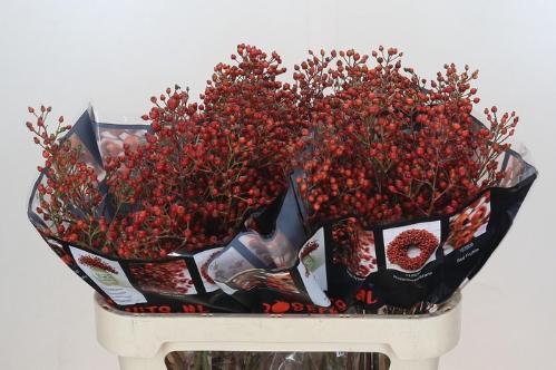 Rosa Rosefruits Elite