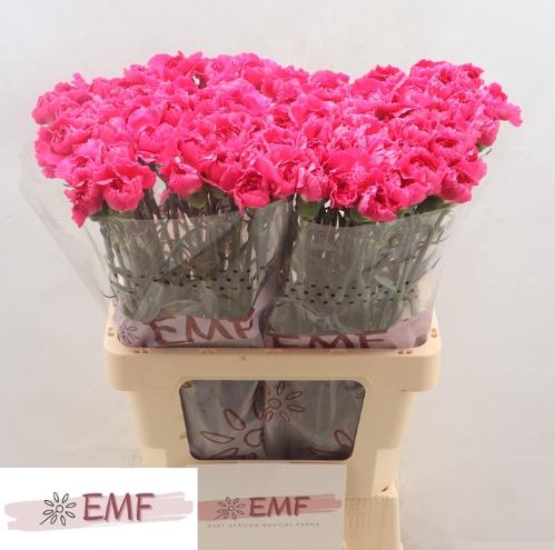 Dianthus standaard Cherry Damascus+