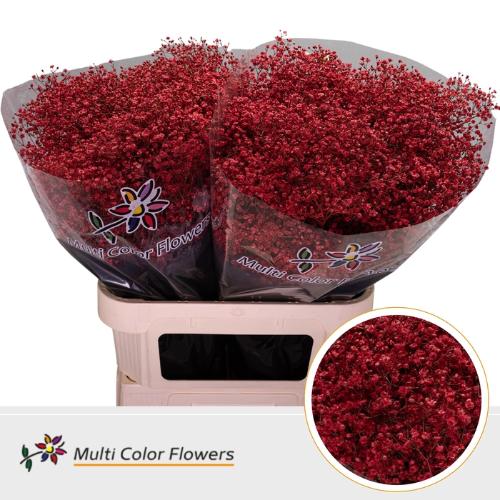 Gypsophila overig kleurbehandeld H%