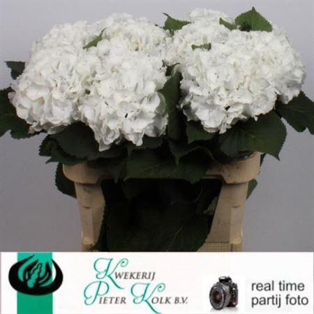 Hydrangea macrophylla 'Arctic Verena'