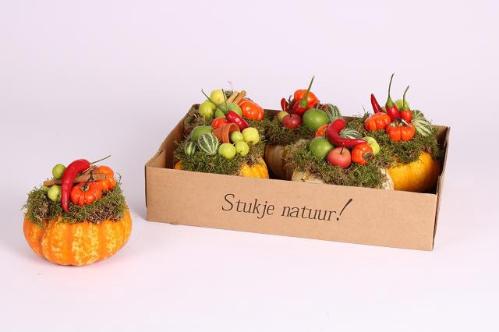 Cucurbita overig