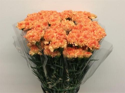 Dianthus standaard 'Solar'