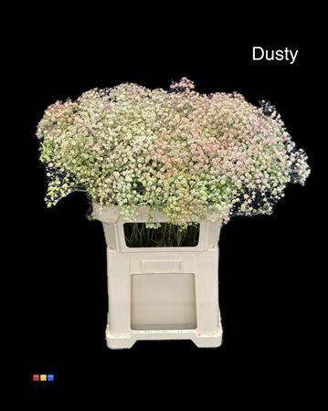 Gypsophila overig kleurbehandeld H%