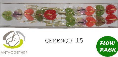 Anthurium Andreanum Grp gemengd