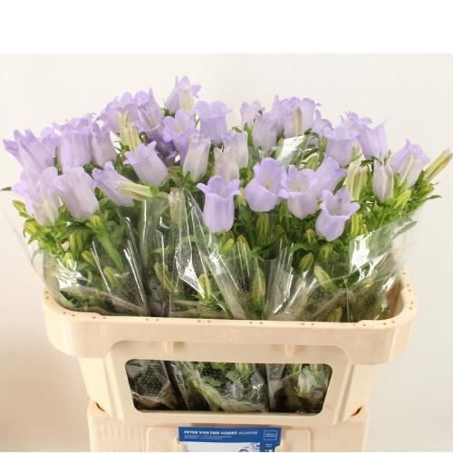 Campanula medium 'Champion Lavender'