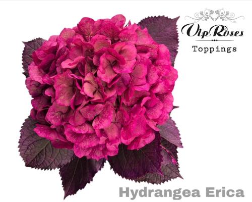 Hydrangea overig kleurbehandeld H%