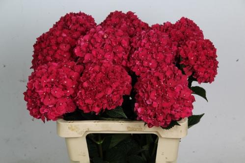 Hydrangea macrophylla Magical Rubyred
