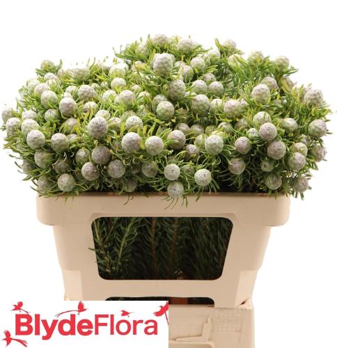 Leucadendron linifolium 'Jade Pearl' (vertakt)