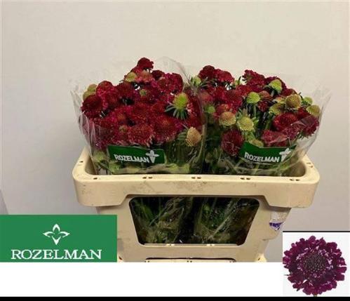 Scabiosa atropurpurea Raspberry Scoop