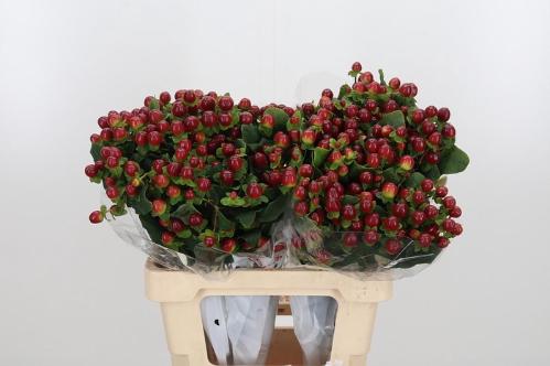 Hypericum x inodorum Magical Seasons