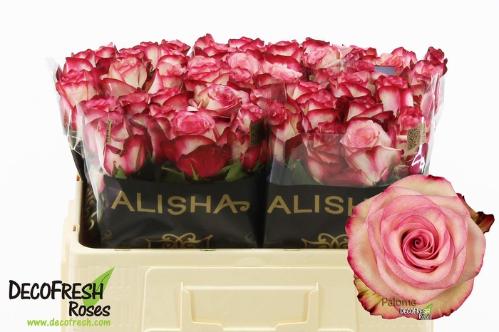 Rosa grootbloemig Paloma