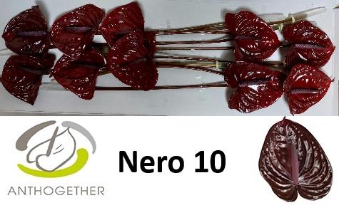 Anthurium Andreanum Grp Nero