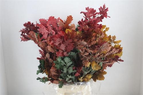 Quercus palustris kleurbehandeld H%