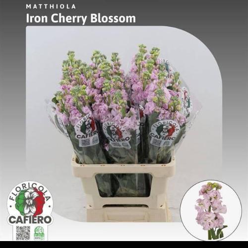 Matthiola incana 'Iron Cherry Blossom'