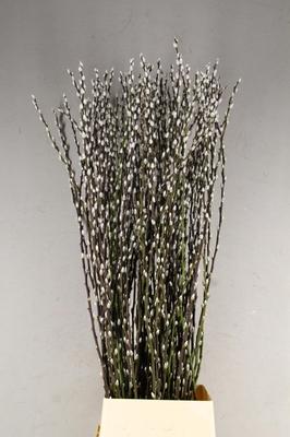 Salix Wilgenkatjes